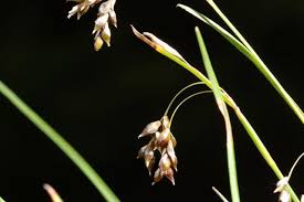 Attēlu rezultāti vaicājumam “Carex capillaris”