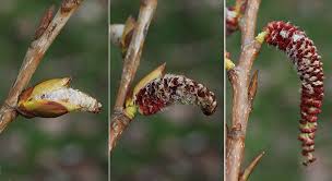 Attēlu rezultāti vaicājumam “Populus x canadensis male flower”