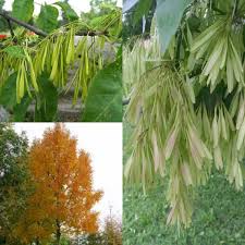 Attēlu rezultāti vaicājumam “Fraxinus pennsylvanica fruit”