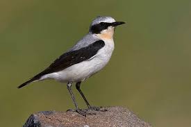 Attēlu rezultāti vaicājumam “Oenanthe oenanthe male”