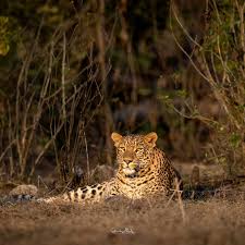 Image result for Rayleigh boys under 7's Leopards- need a Goalie!