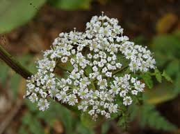 Attēlu rezultāti vaicājumam “Conioselinum tataricum”