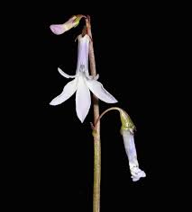 Attēlu rezultāti vaicājumam “Lobelia dortmanna flower”