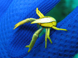 Attēlu rezultāti vaicājumam “Comatricha elegans stalked”