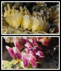 Attēlu rezultāti vaicājumam “Erinaceus sp.”