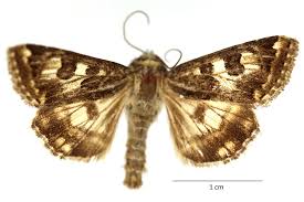 Attēlu rezultāti vaicājumam “Protoschinia scutosa”