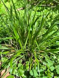 Attēlu rezultāti vaicājumam “Hordelymus europaeus fruit”