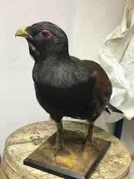 Attēlu rezultāti vaicājumam “Tetrao urogallus”