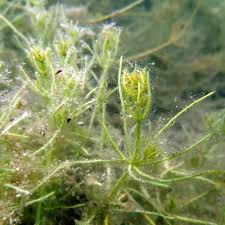 Attēlu rezultāti vaicājumam “Chara filiformis”