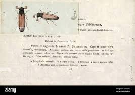 Attēlu rezultāti vaicājumam “Lymexylidae”