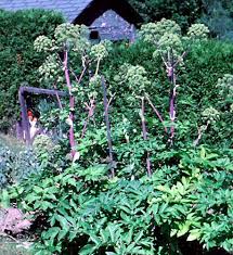 Attēlu rezultāti vaicājumam “Angelica archangelica leaf”