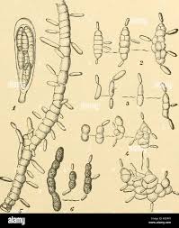 Attēlu rezultāti vaicājumam “Mycosphaerella millegrana”