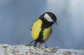 Attēlu rezultāti vaicājumam “Parus major”