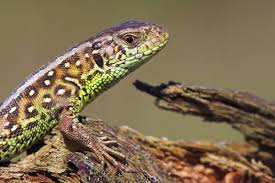 Attēlu rezultāti vaicājumam “Lacerta agilis male”