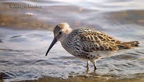 Attēlu rezultāti vaicājumam “Calidris alpina adult”