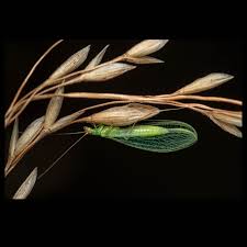 Attēlu rezultāti vaicājumam “Fuligo licentii macro”