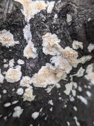 Attēlu rezultāti vaicājumam “Irpex lacteus”