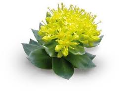 Attēlu rezultāti vaicājumam “Rhodiola rosea”