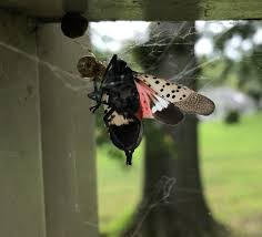 Attēlu rezultāti vaicājumam “Lycogala asperum”