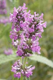 Attēlu rezultāti vaicājumam “Stachys officinalis flower”