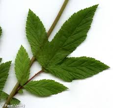Attēlu rezultāti vaicājumam “Filipendula ulmaria  leaf”