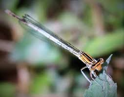 Attēlu rezultāti vaicājumam “Platycnemis pennipes female”