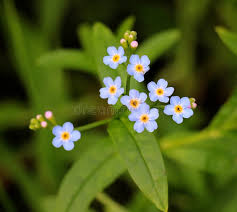 Attēlu rezultāti vaicājumam “Myosotis sparsiflora flower”