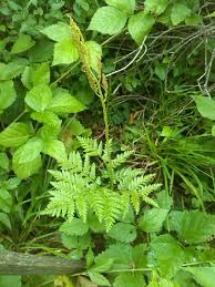 Attēlu rezultāti vaicājumam “Botrychium virginianum”