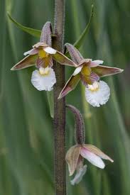 Attēlu rezultāti vaicājumam “Epipactis”