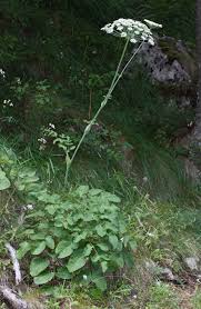 Attēlu rezultāti vaicājumam “Laserpitium latifolium leaf”