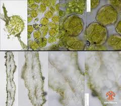 Attēlu rezultāti vaicājumam “Blasia pusilla”