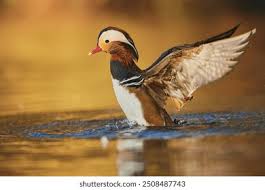 Attēlu rezultāti vaicājumam “Aix galericulata male”