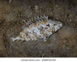 Image result for Siganus rivulatus