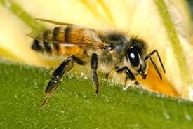 Attēlu rezultāti vaicājumam “Hymenoptera”