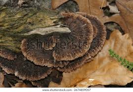 Attēlu rezultāti vaicājumam “Thelephora terrestris”