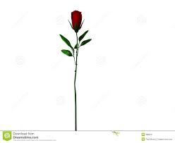 Dark Red Long Stem Rose Royalty Free Stock Images - Image: 288619 - dark-red-long-stem-rose-288619