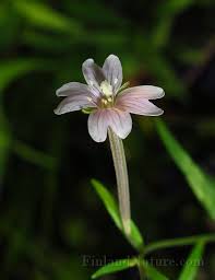 Attēlu rezultāti vaicājumam “Epilobium palustre”