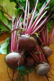 Image result for Beta vulgaris