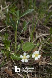 Attēlu rezultāti vaicājumam “Potentilla alba”