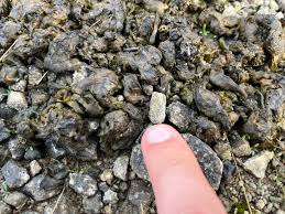 Attēlu rezultāti vaicājumam “Nostoc commune”