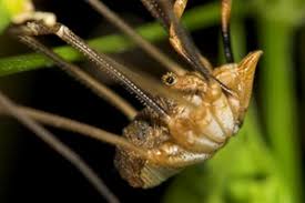 Attēlu rezultāti vaicājumam “Phalangium opilio”