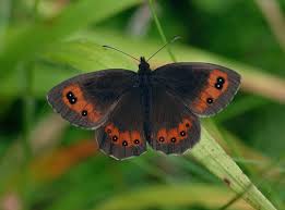 Attēlu rezultāti vaicājumam “Erebia aethiops upperside”