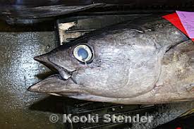 Image result for Thunnus alalunga