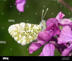 Attēlu rezultāti vaicājumam “Anthocharis cardamines underside”