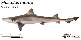 Image result for Mustelus