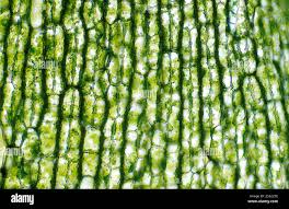 Attēlu rezultāti vaicājumam “Elodea canadensis leaf”