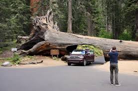 Image result for Mammutbaum