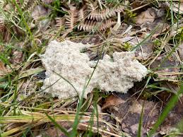 Attēlu rezultāti vaicājumam “Didymium spongiosum spores”