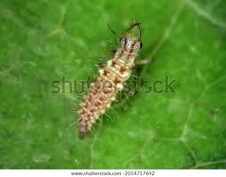 Attēlu rezultāti vaicājumam “Chrysopidae larva”