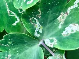 Attēlu rezultāti vaicājumam “Phytomyza minuscula”